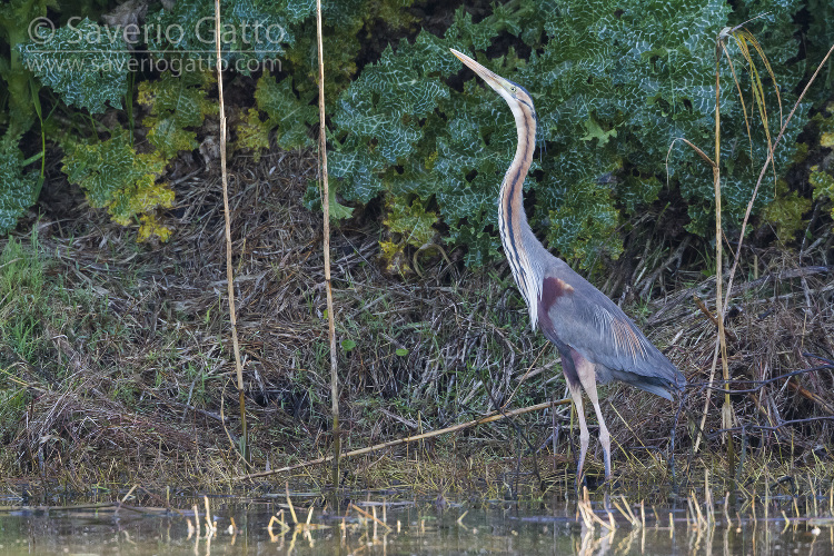 Purple Heron