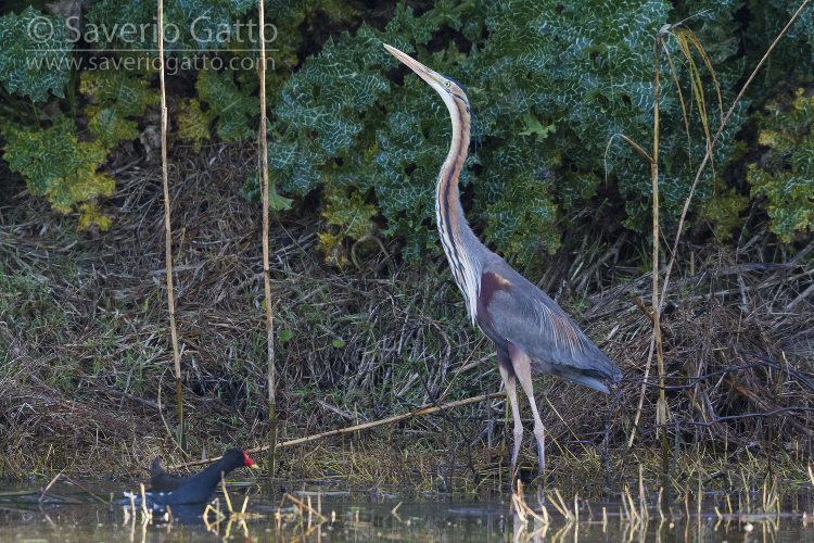 Purple Heron