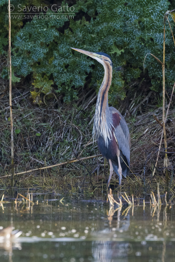 Purple Heron