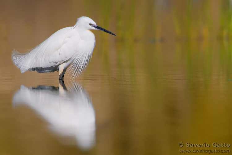 Little Egret