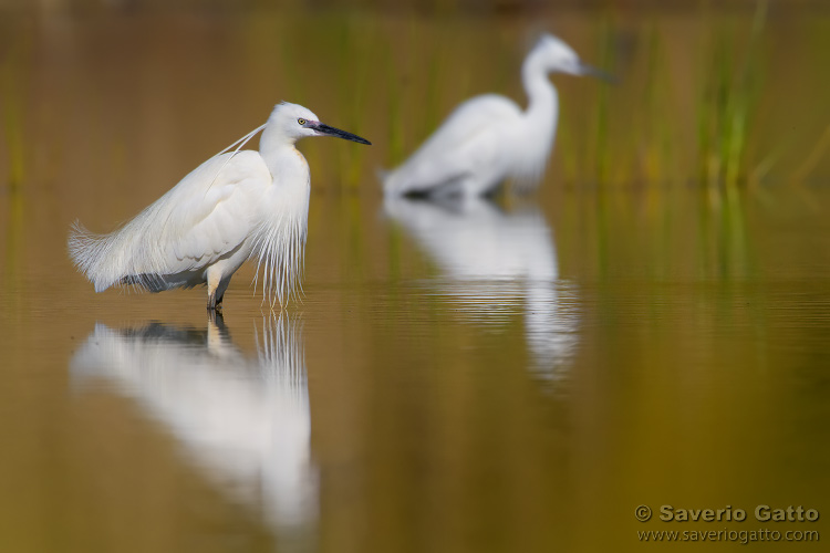 Little Egret