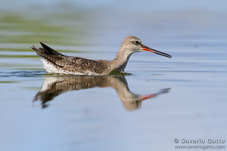 Spotted redshank