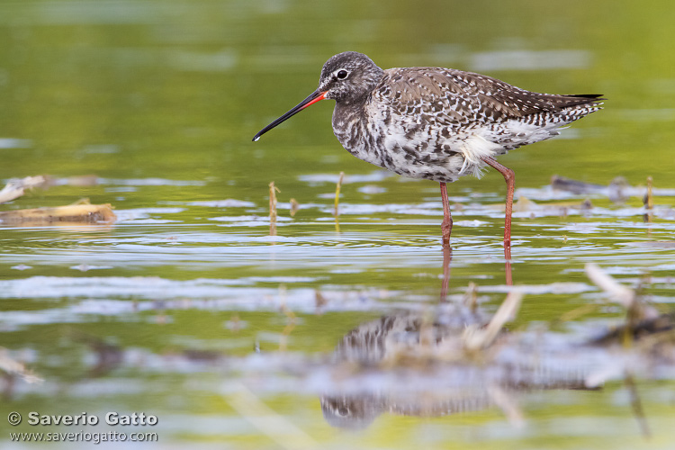 Spotted redshank