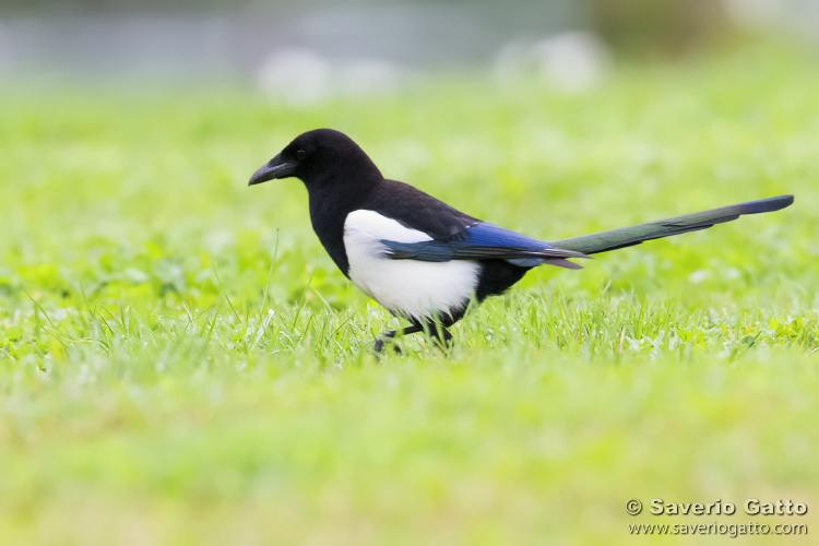 Eurasian Magpie