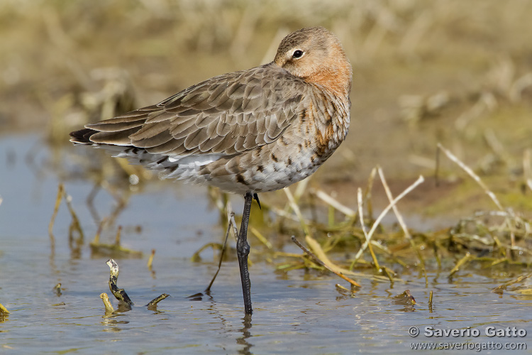 Black-tailed Godwit