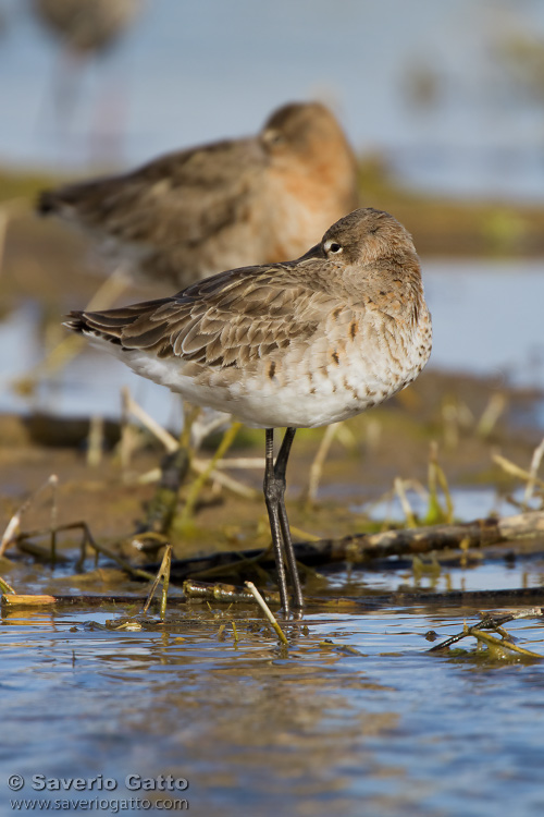 Black-tailed Godwit