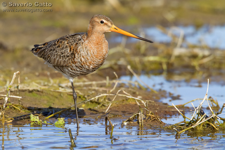 Black-tailed Godwit