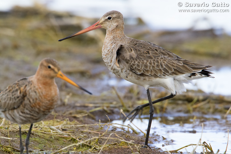 Black-tailed Godwit