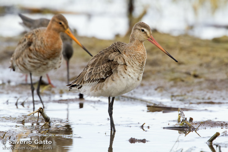 Black-tailed Godwit