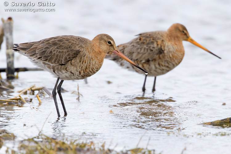 Black-tailed Godwit