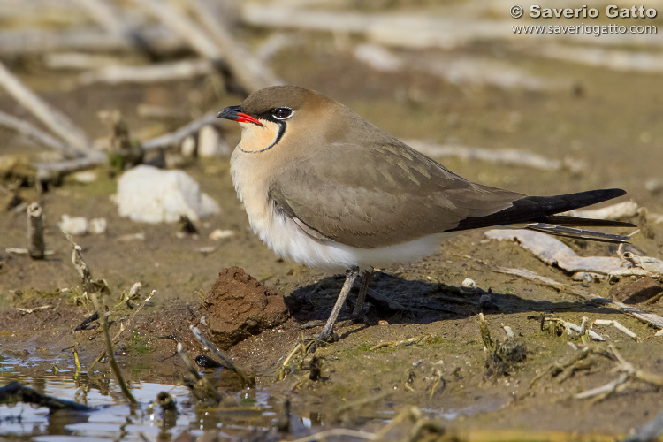 Collared pratincole