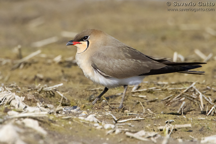 Collared pratincole