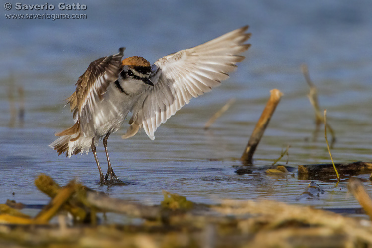 Kentish Plover