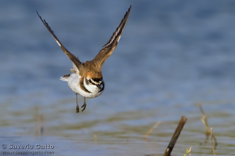 Kentish Plover