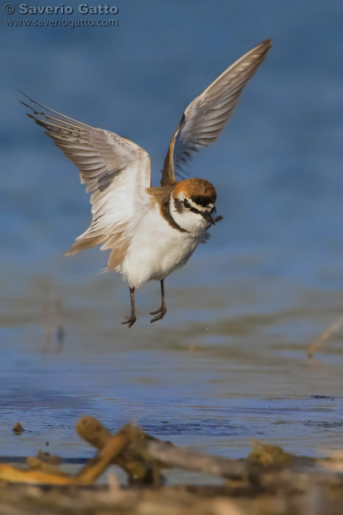 Kentish Plover