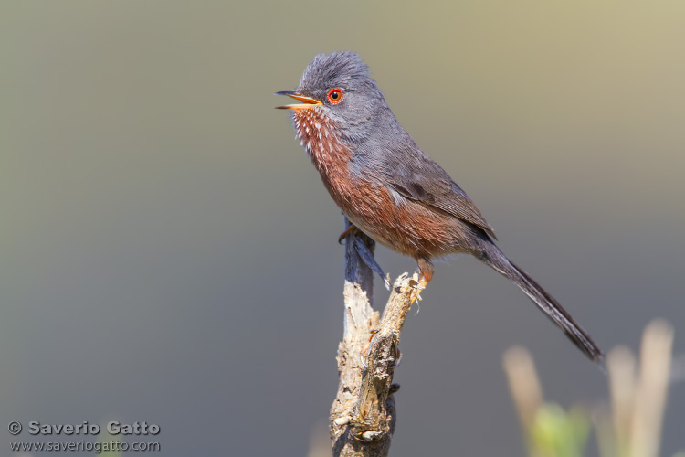 Dartford Warbler