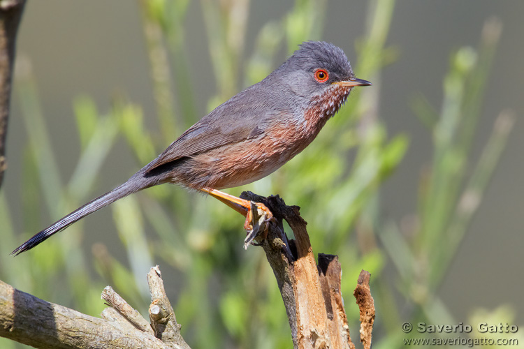 Dartford Warbler