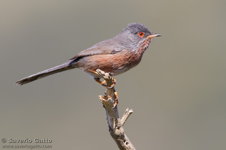 Dartford Warbler