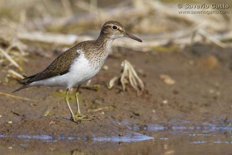 Common Sandpiper