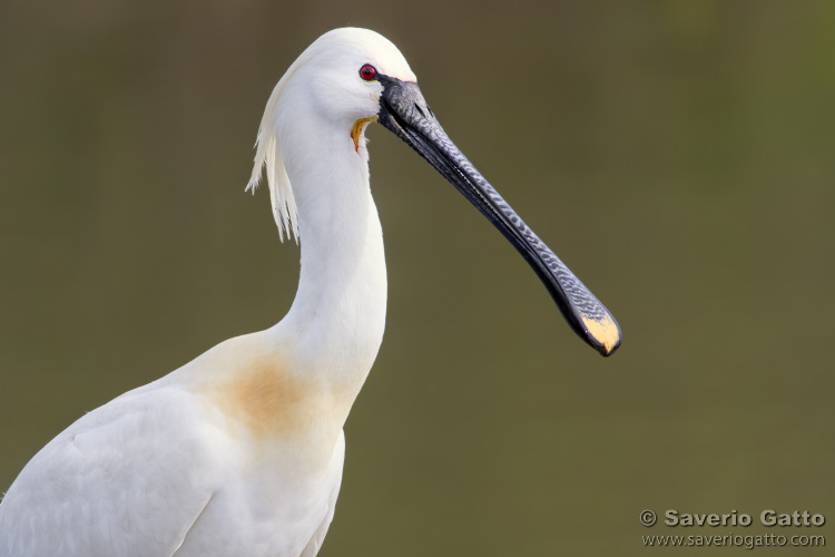 Eurasian Spoonbill