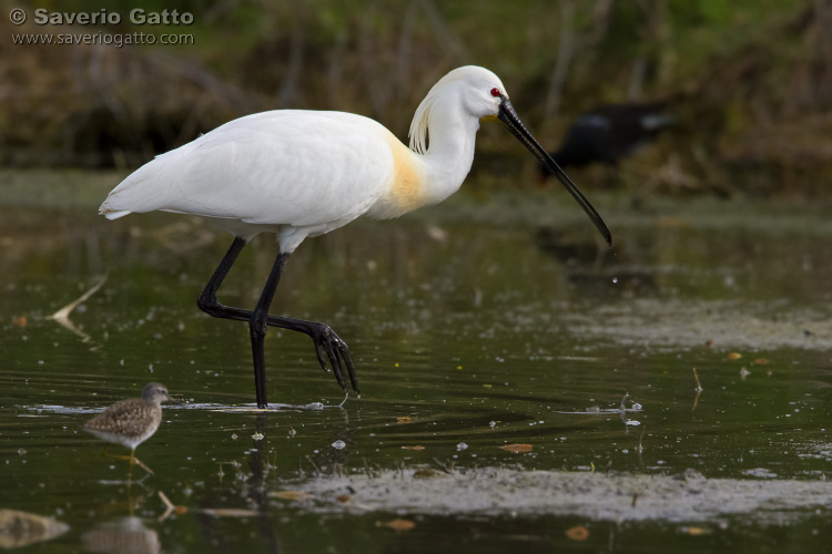 Eurasian Spoonbill