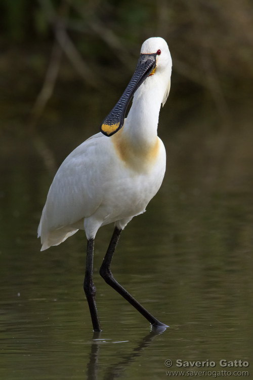 Eurasian Spoonbill