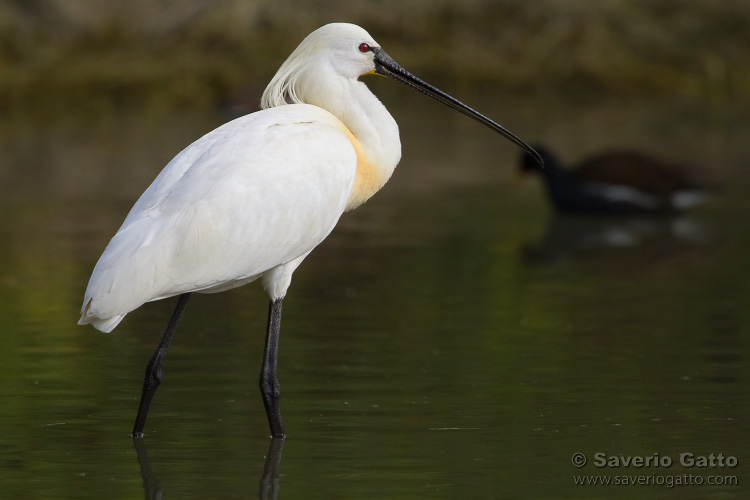 Eurasian Spoonbill