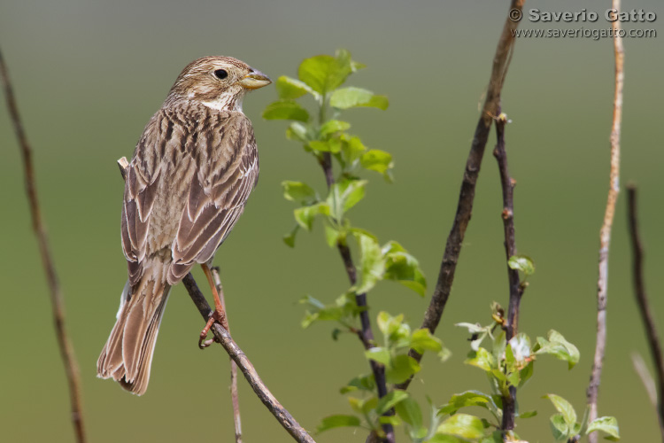 Corn Bunting