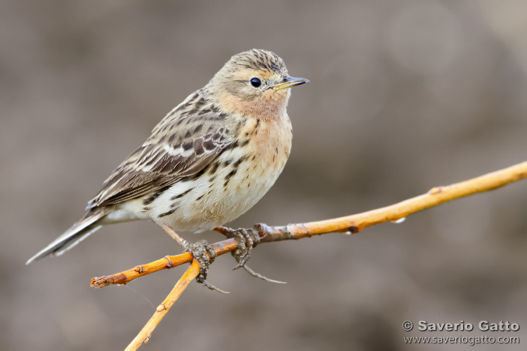 Red-throated Pipit