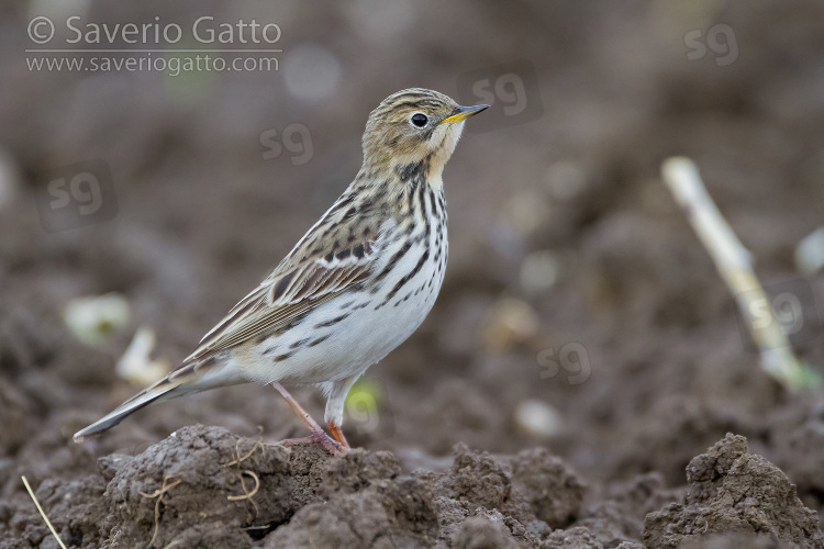 Red-throated Pipit