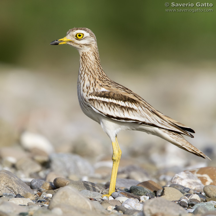 Stone Curlew