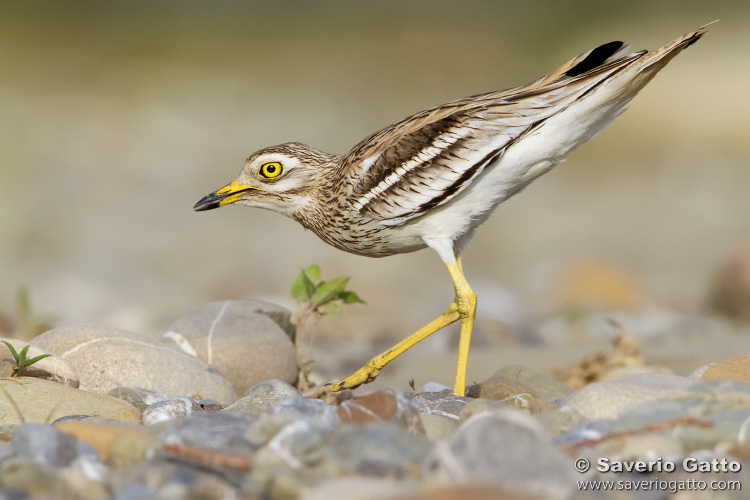 Stone Curlew