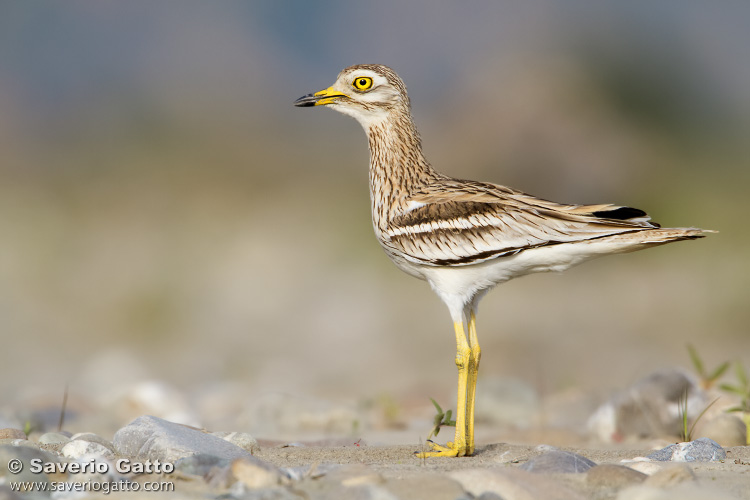 Stone Curlew