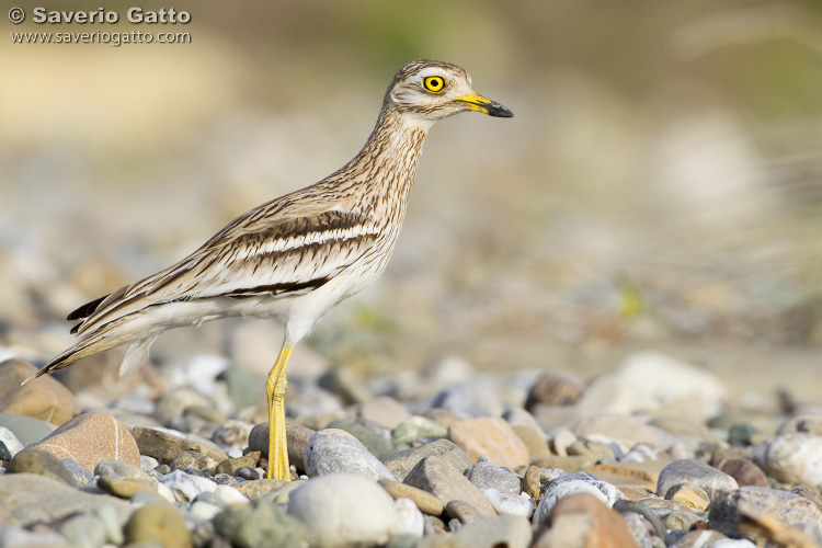 Stone Curlew