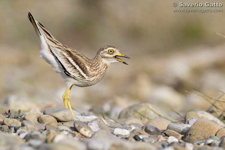 Stone Curlew