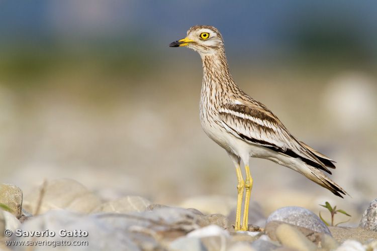 Stone Curlew