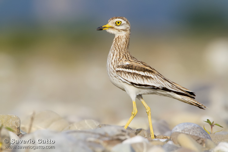 Stone Curlew