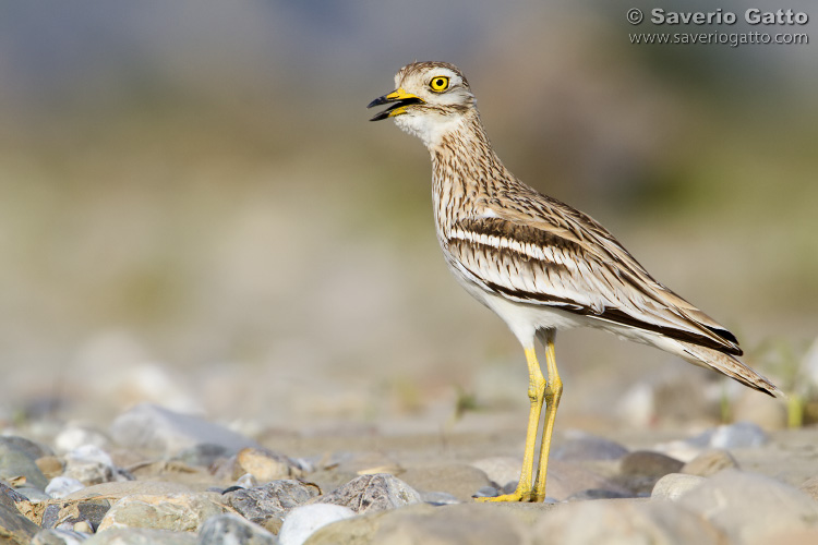 Stone Curlew