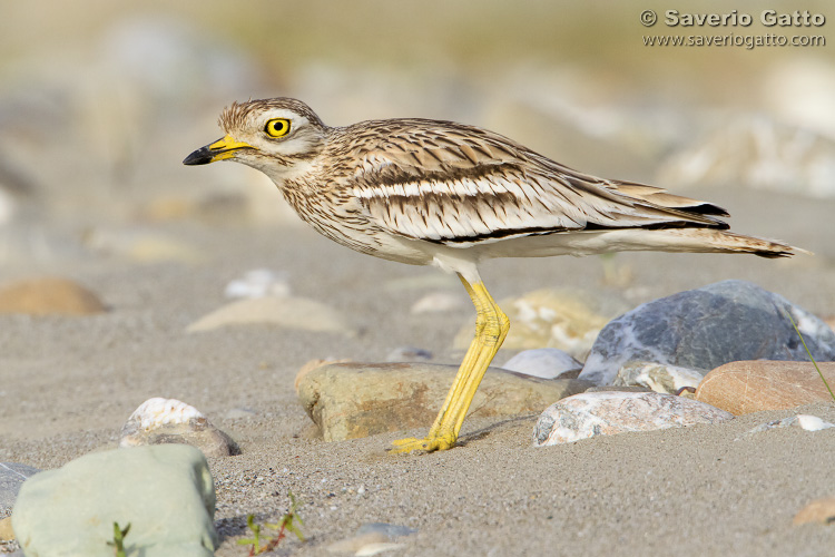 Stone Curlew