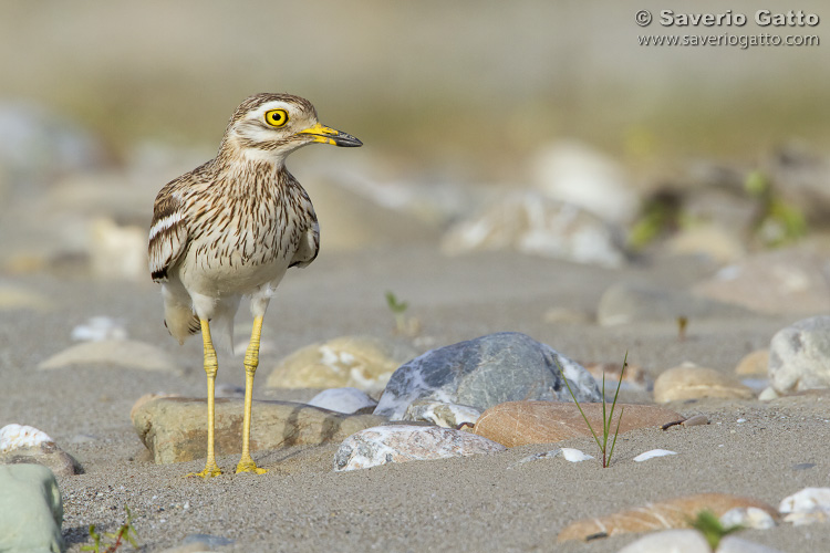 Stone Curlew