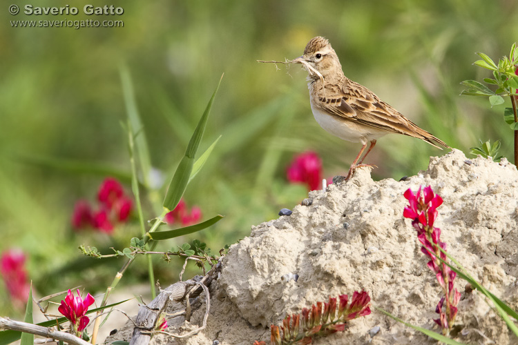 Greater Short-toed Lark