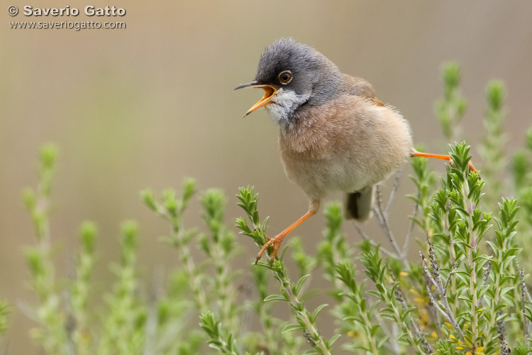 Spectacled Warbler