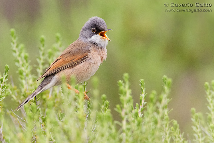 Spectacled Warbler