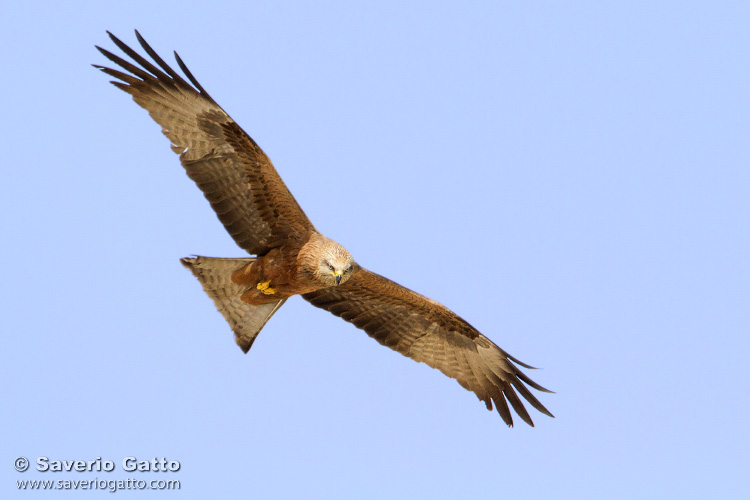 Black Kite