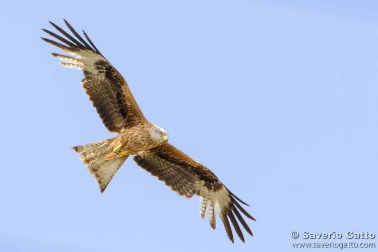 Red Kite