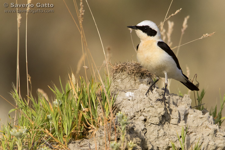 Eastern Black-eared Wheatear