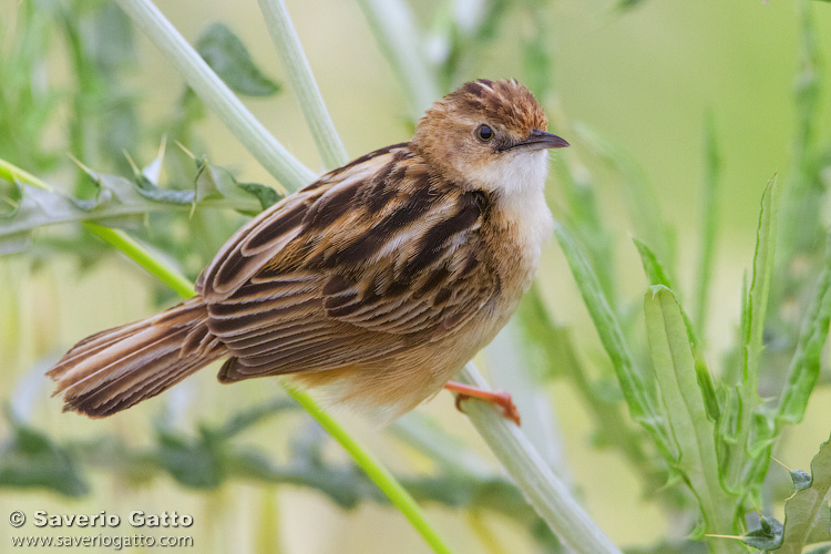 Zitting Cisticola