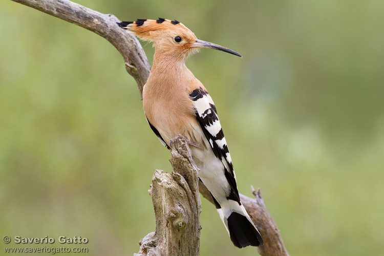 Eurasian Hoopoe