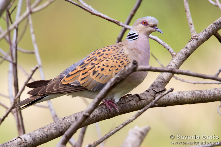 European Turtle Dove