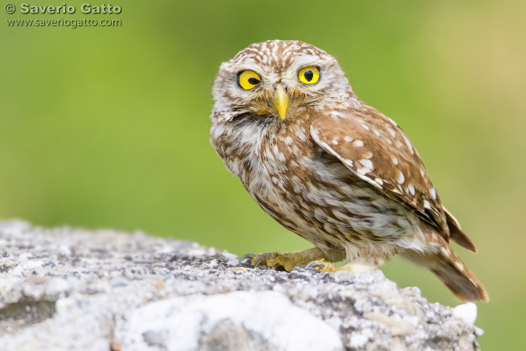 Little owl